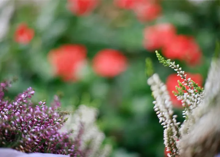 Dakowski Dwor Apart Otel